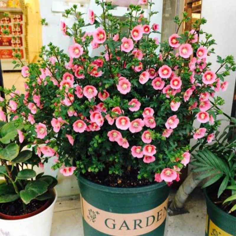 四季开花小木槿盆栽花苗多年生灌木阳台观花绿植盆栽木槿花苗