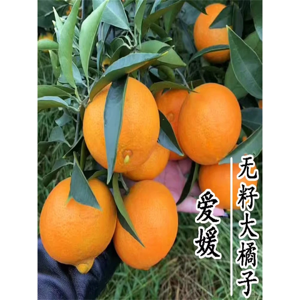 冰糖橙子正宗红美人柑橘苗爱媛38号果冻橙子树苗庭院盆栽果树果苗