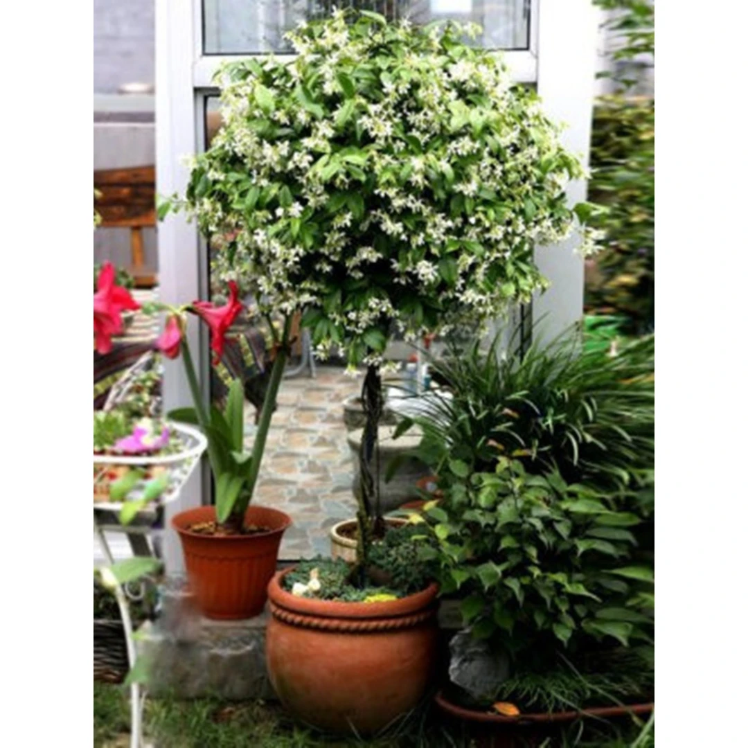 棒棒糖型风车茉莉花苗盆栽银丝茉莉爬藤花卉阳台庭院四季常青植物