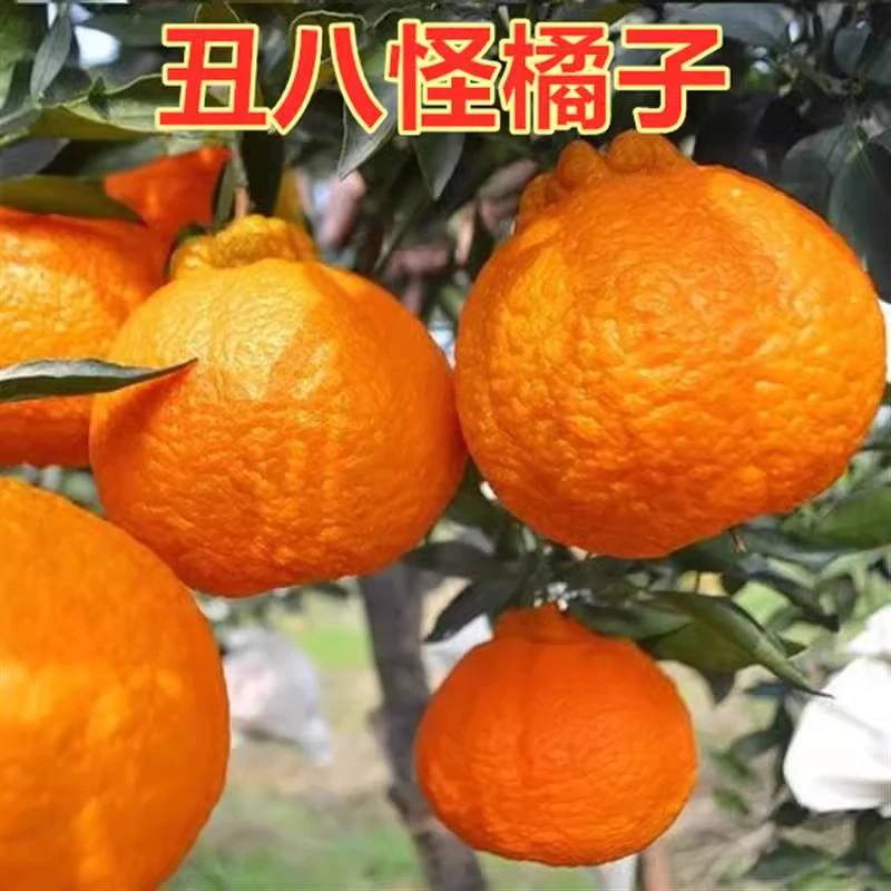 柑橘果树苗嫁接不知火苗柑橘苗丑橘苗丑桔苗丑橘树苗丑八怪桔子苗
