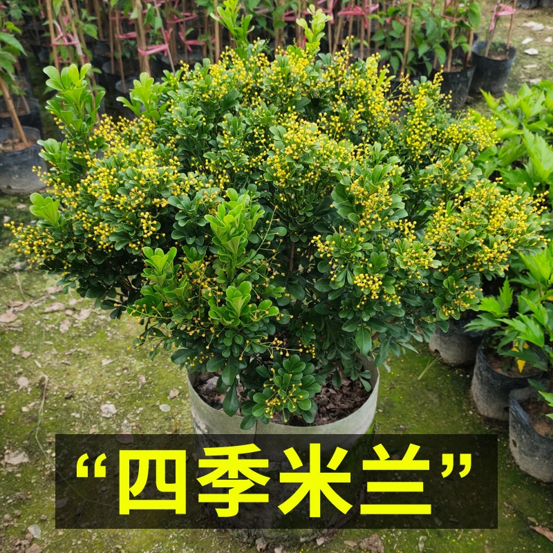 米兰花盆栽树苗植物室内花苗浓香型四季开花米仔兰老桩大棵好养活