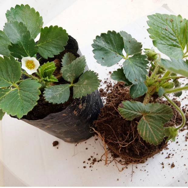 脱毒草莓苗奶油草莓苗四季盆栽食用红颜苗带花苞阳台种植带盆带土
