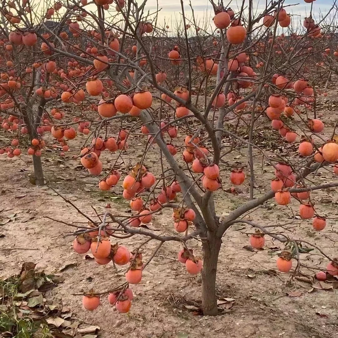苗子柿子苗果树庭院果树果苗南北方种植火晶富平无核脆甜柿子树苗