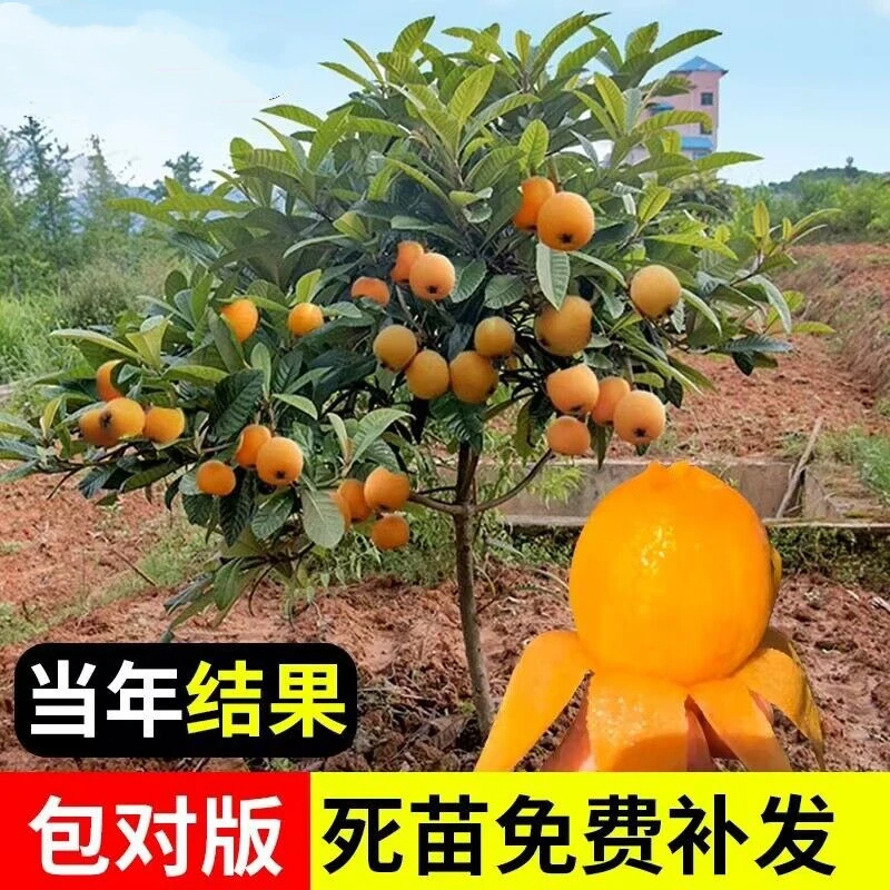 枇杷树苗嫁接大五星枇杷苗树盆栽南北方种地栽耐寒庭院矮化果树苗