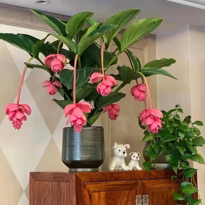进口宝莲灯盆栽带花苞 高档花卉 北京专车送 吸甲醛花期长年宵花