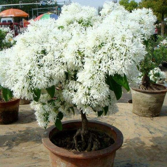 绿化流苏树苗油根子树苗嫁接桂花母本流苏小苗绿化苗木 桂花树苗