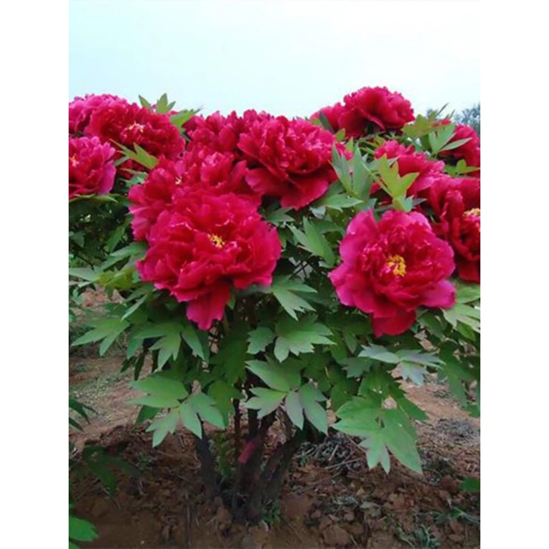 牡丹花苗盆栽大苗庭院树苗老桩正宗菏泽洛阳牡丹花种缠枝重瓣花卉