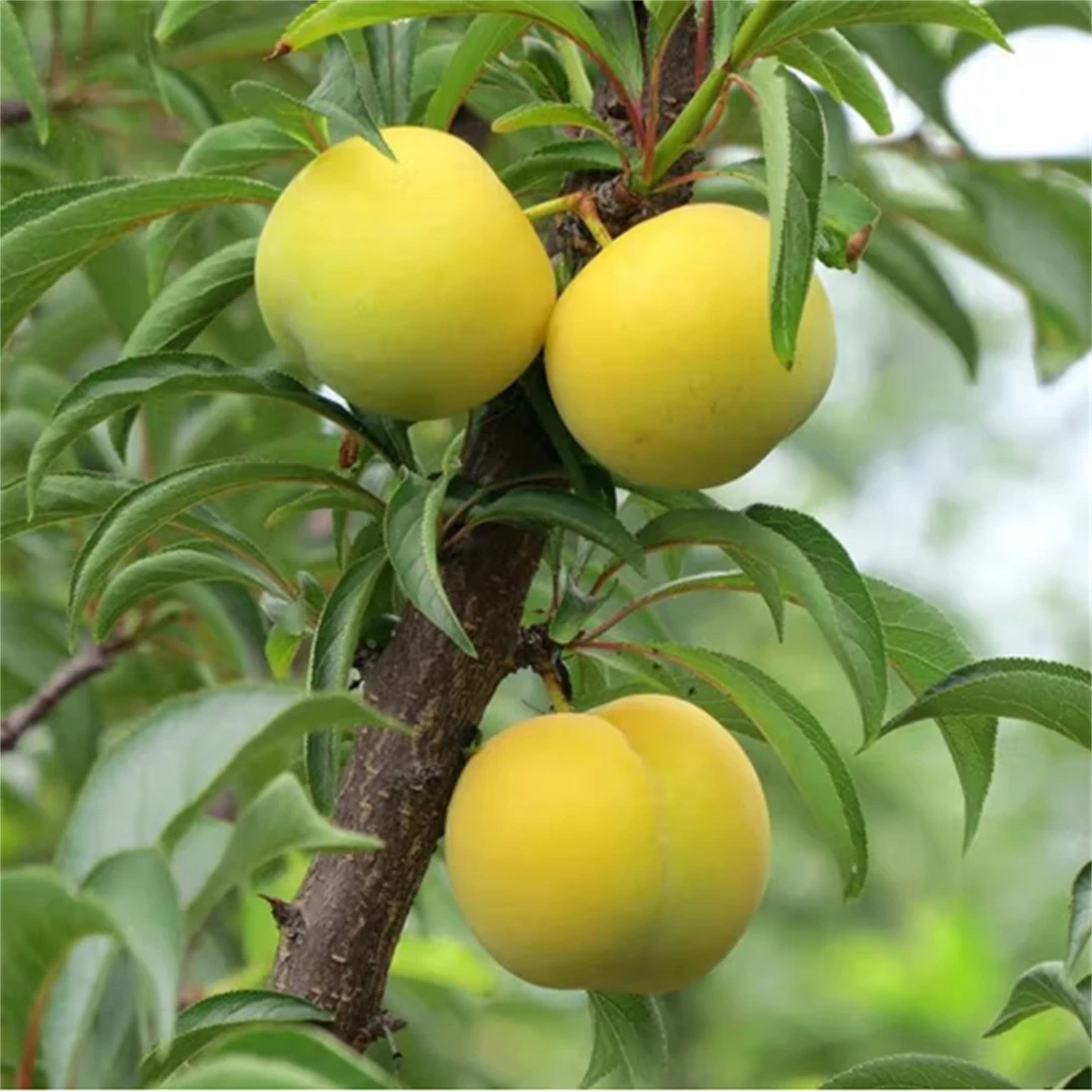 蜂糖李子树苗嫁接特大脱骨青脆果种庭院黄金正宗三华结果果树脆李