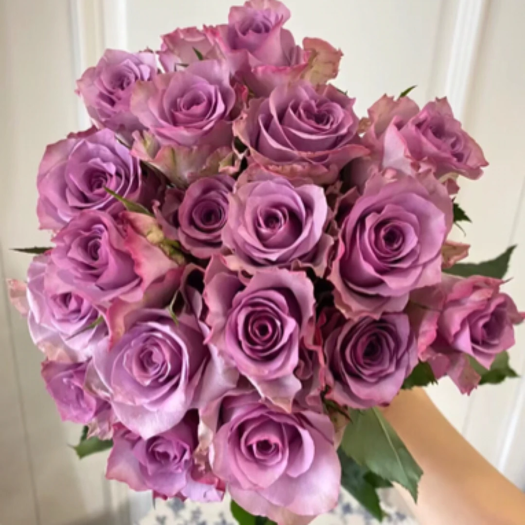 紫霞仙子单头玫瑰昆明斗南直发【京东冷链包邮】