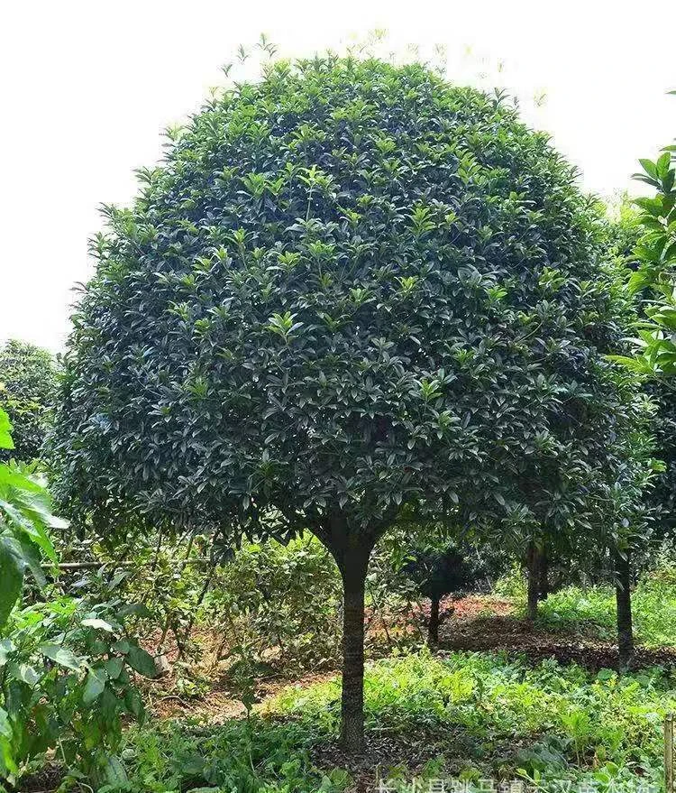 【一物一拍】桂花树大树 金桂 丹桂 状元红 四季桂 庭院盆栽地栽