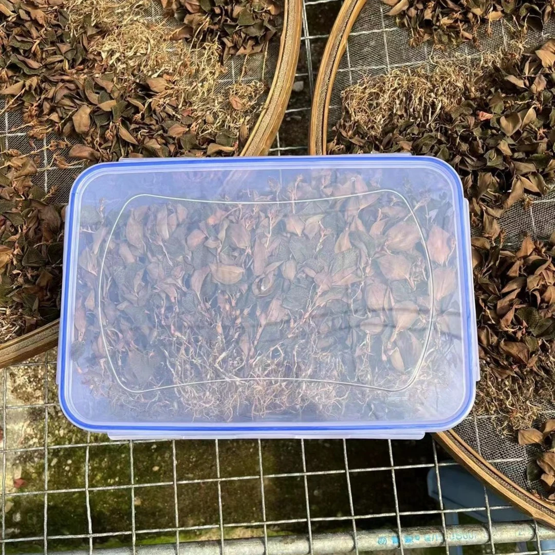 福建正宗金线莲红霞种植18个月干品煮水煲汤养生农产品50克