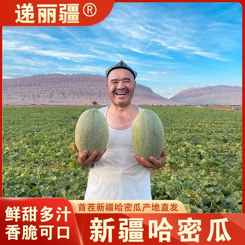新疆西州蜜25号头茬大田哈密瓜皮薄甜多汁新鲜采摘产地直发