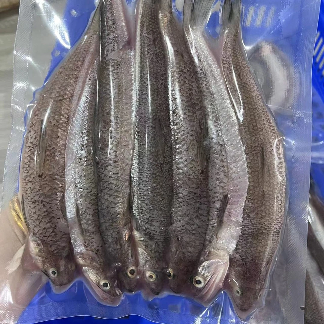[三单顺丰包邮]惠来浅海那哥鱼