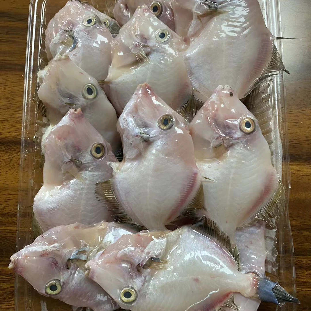 浅海正特扒皮特鱼