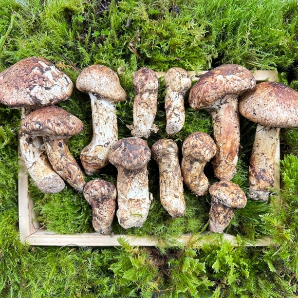 【松茸全家福】5-12㎝单珍卓玛采摘云南香格里拉高海拔新鲜松茸混装
