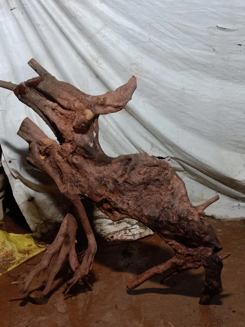 金弹子  直播间一物一拍