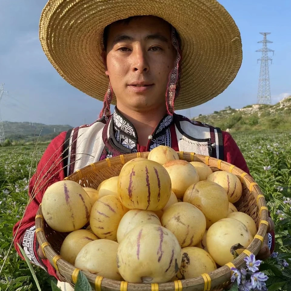 {云南阿黑哥}石林人参果水果新鲜黄肉奶香很甜水分充足3斤5斤