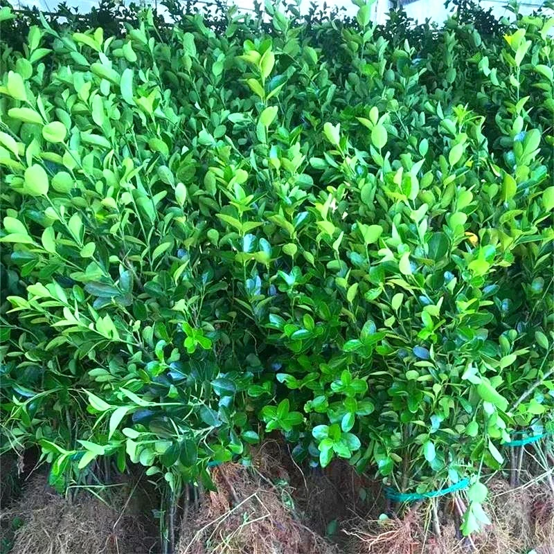 小叶黄杨苗瓜子黄杨苗冬青树苗大叶观赏庭院绿化苗木篱树四季