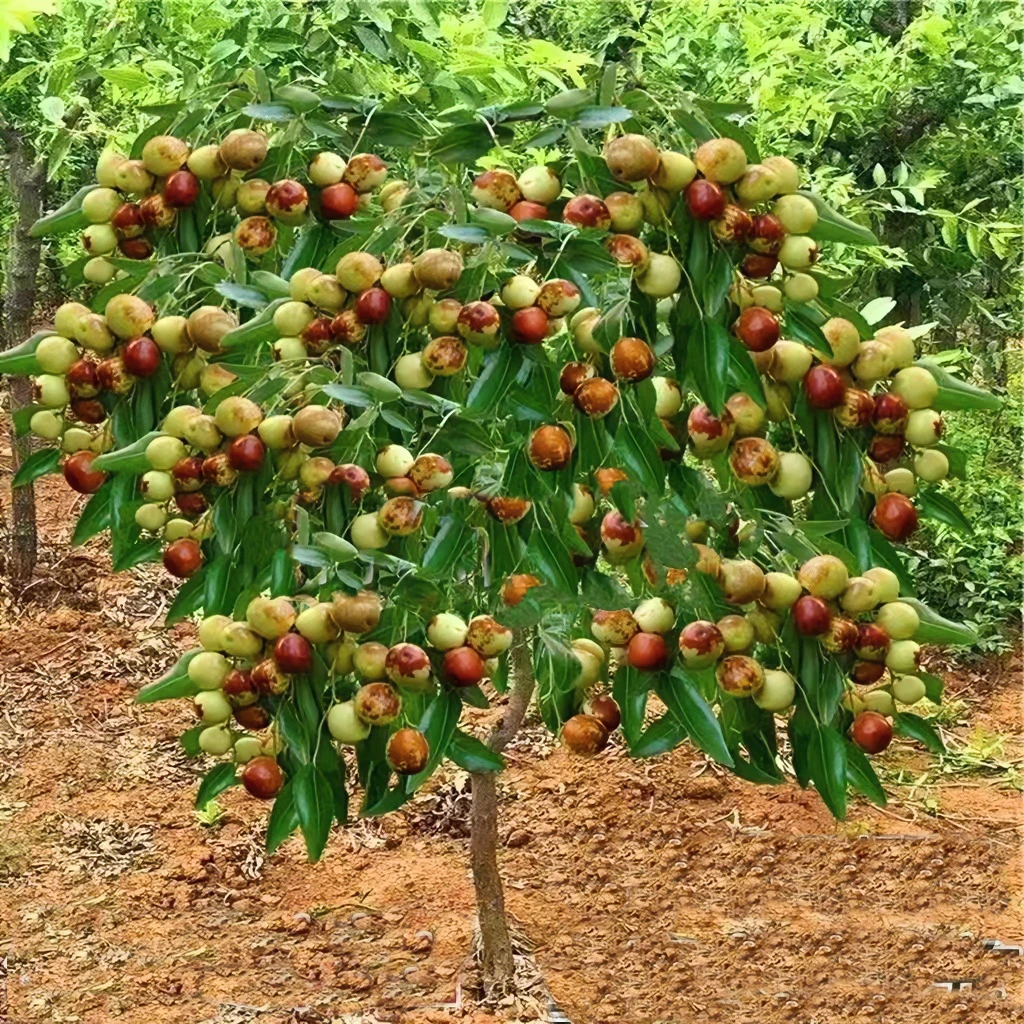 脆甜枣树苗枣树苗正宗蟠枣果树苗特大枣子树苗南北方种植当年结果