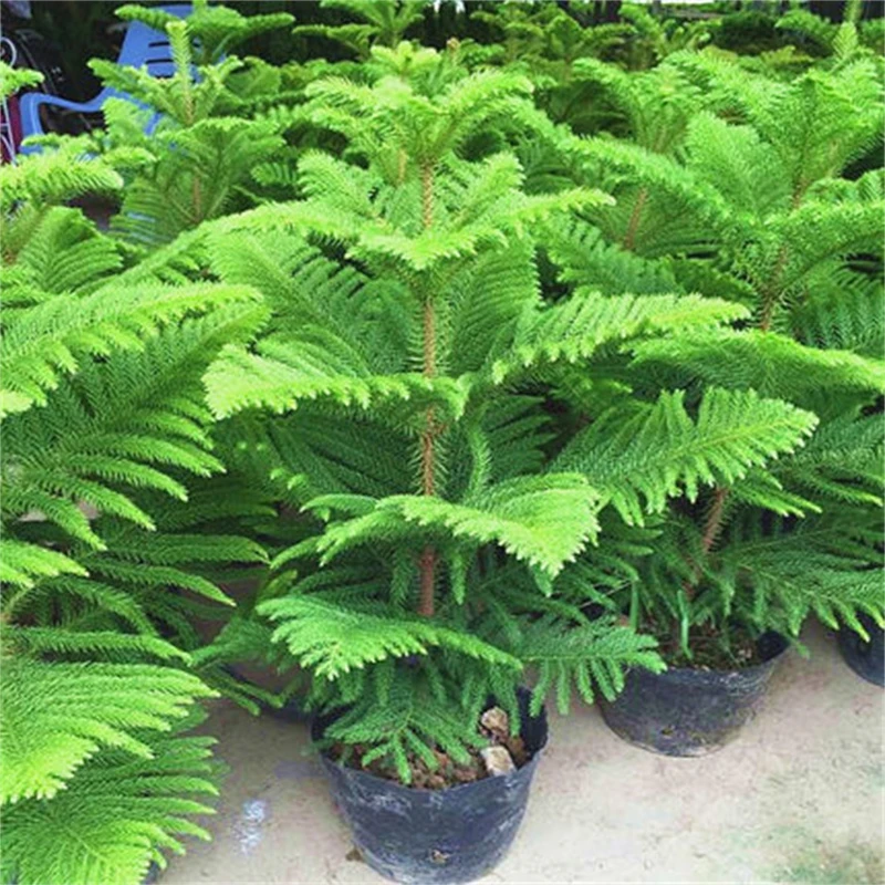 南洋松小苗南洋杉树苗 耶诞树花卉盆景盆栽室内阳台四季常青盆景