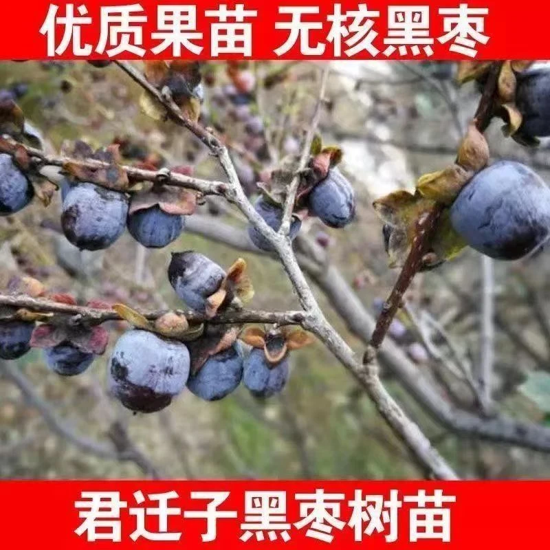 无核黑枣苗软枣苗野生君迁子苗野柿子苗牛奶黑枣果树正宗黑枣树苗