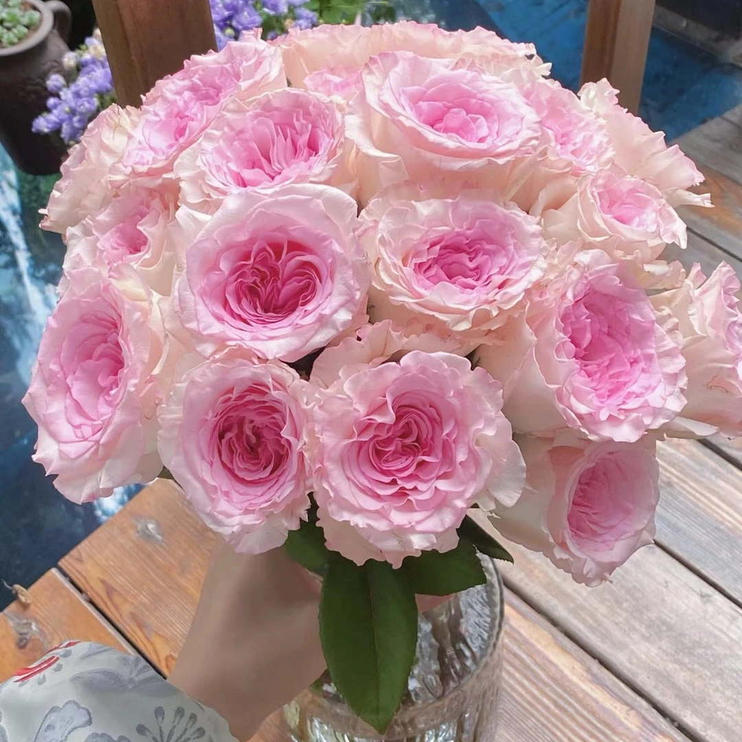 【洛神玫瑰】任意2单顺丰冷链包邮 云南基地直发