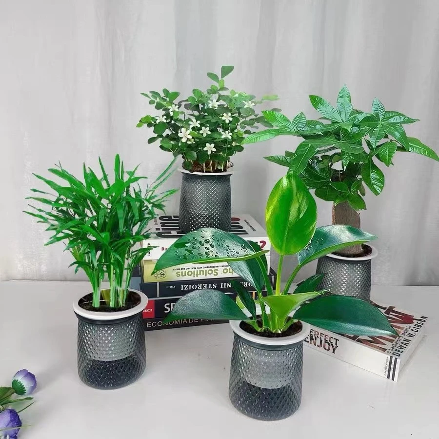 【拍一发四】灰透塑胶盆富贵椰子九里香金钻发财树绿植物桌面养护