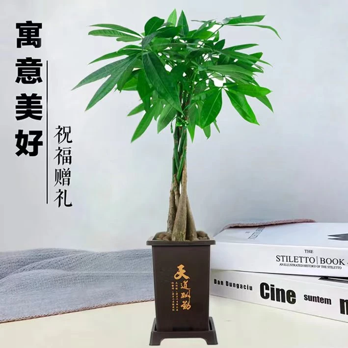 五辫发财树盆栽植物室内客厅绿植小盆景四季常青办公室小盆栽花卉