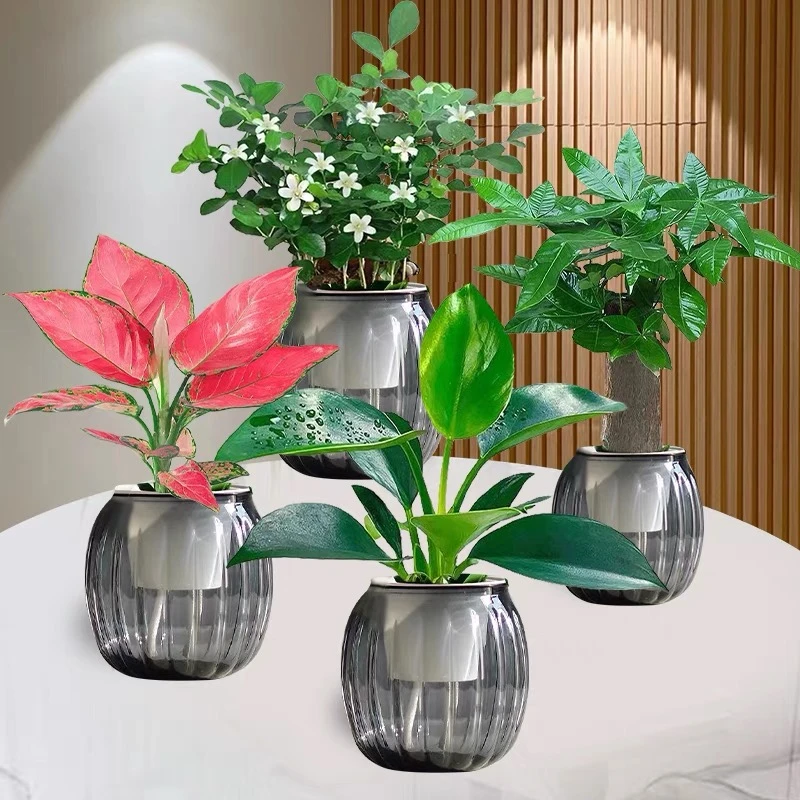 【拍一发四】水培绿植四件套家居净化空气发财树吉利红金钻九里香