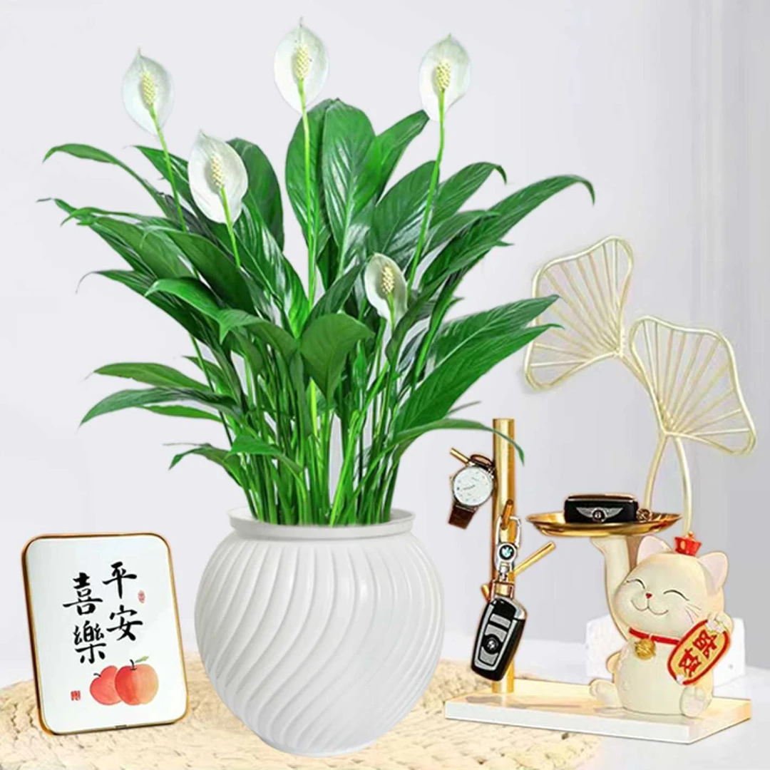 白掌盆栽3-5朵花室内水培植物四季好养花卉办公室开花吉祥绿植