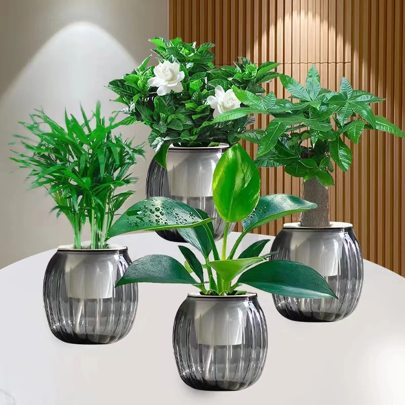 【拍一发四】水培绿植四件套家居净化空气栀子花发财树金钻袖珍椰子
