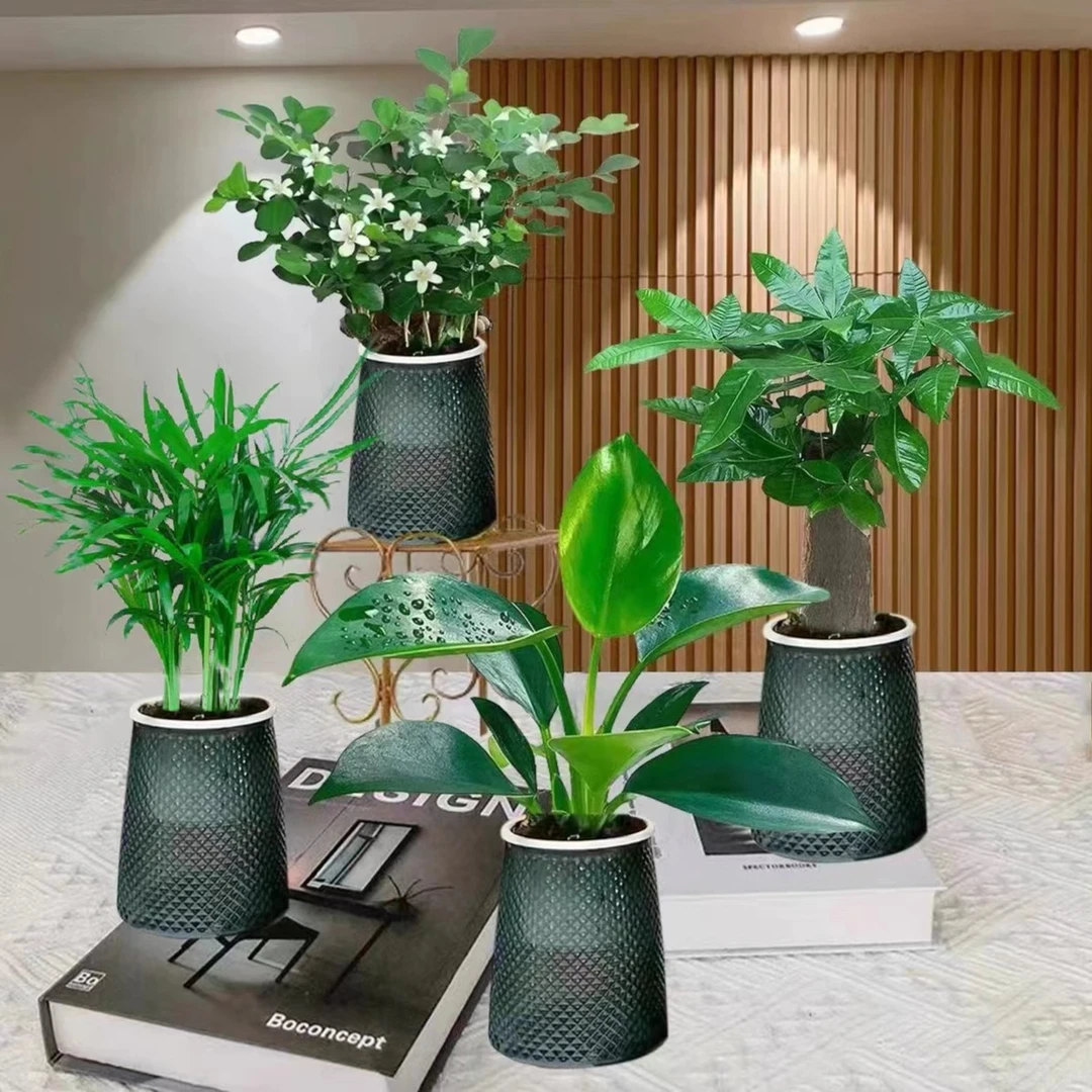 浪漫七夕礼【买三送一】富贵椰子九里香金钻发财树绿植物桌面养护