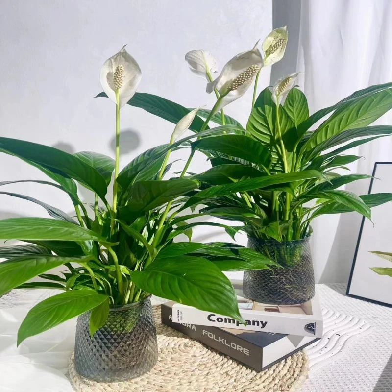 【拍一发二】白掌盆栽一帆风顺水培植物室内好养花卉水养四季开花