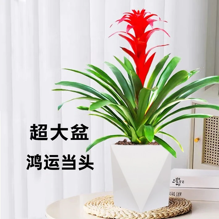 红运当头大盆景真花鸿运当头盆栽大型绿植花卉室内办公室水培凤梨