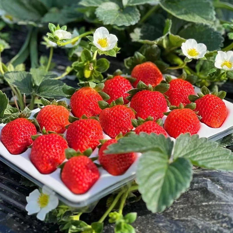 【顺丰速运】大凉山露天奶油草莓新鲜冬草莓非99草莓礼盒装香甜浓郁