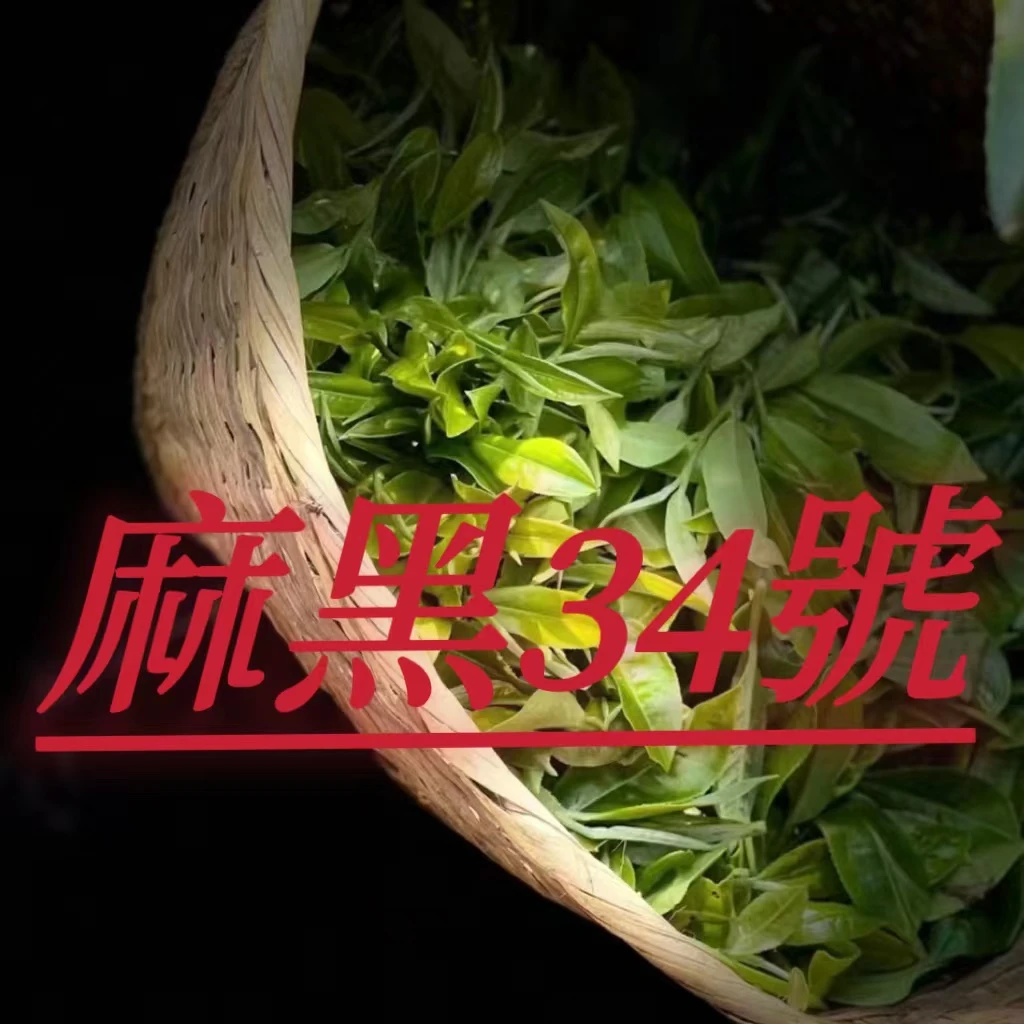 【秋】【易武麻黑34號】古树挑采生茶散茶普洱茶