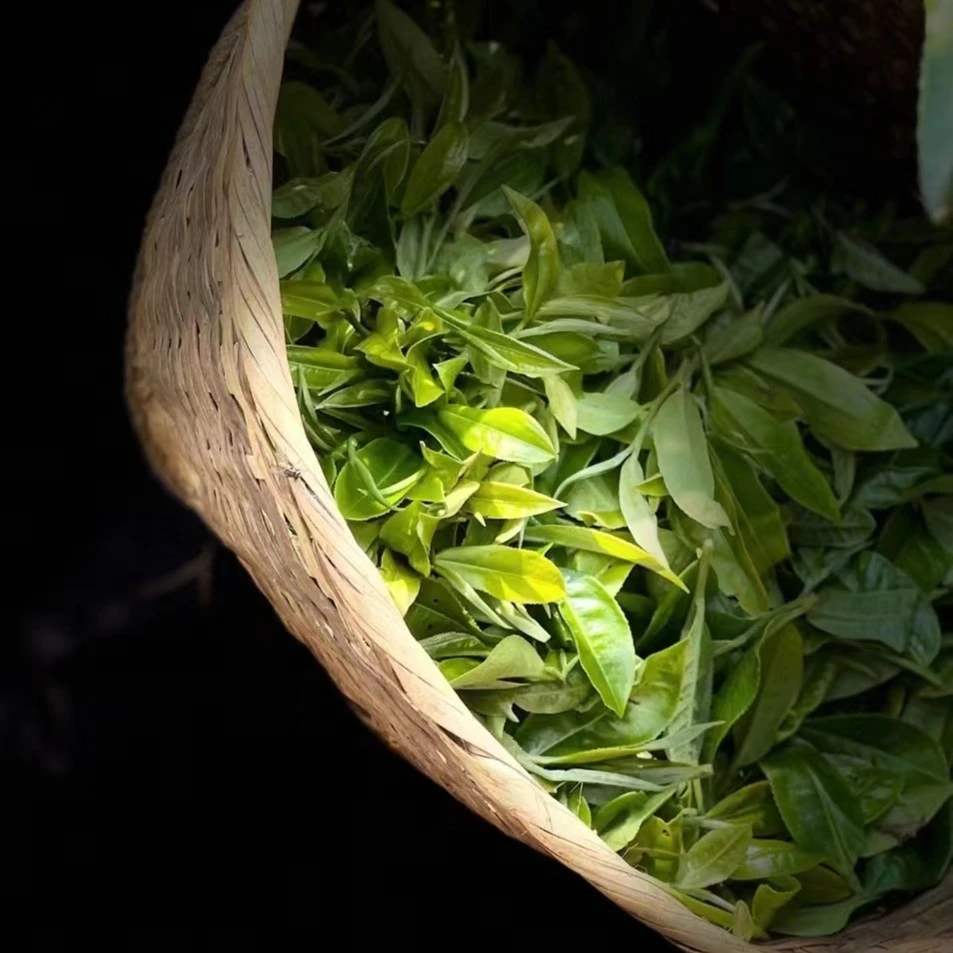 2024年【秋】广别妖茶混采生茶散茶普洱茶