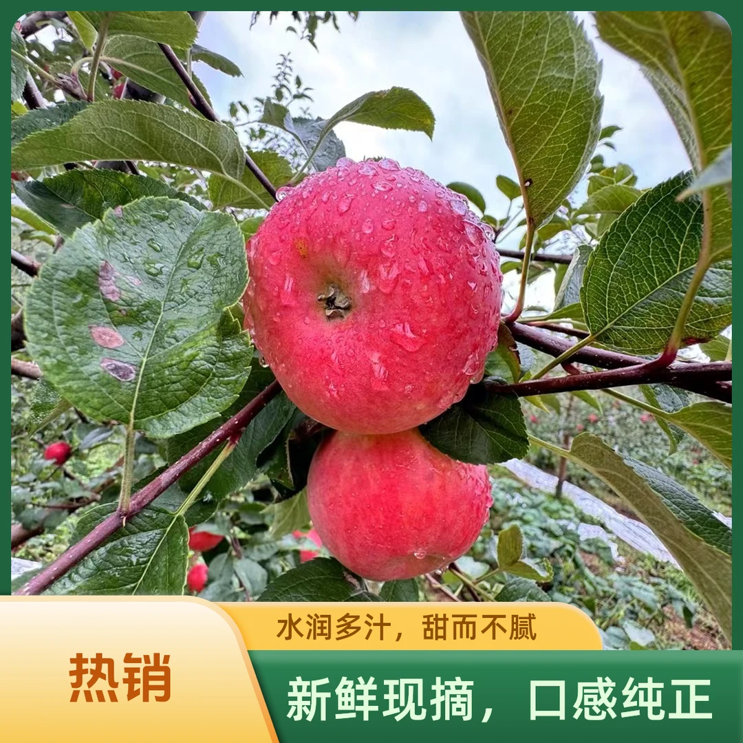 【大凉山丑苹果】2025年新鲜现摘大凉山丑苹果新鲜当季水果蜜香