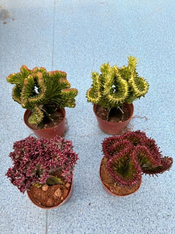 仙人掌植物-彩春风