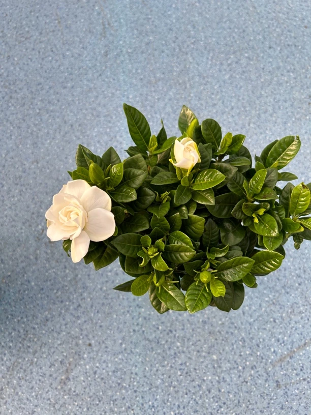 精品水培栀子花-赠送美乐棵水培植物浓缩营养液一包
