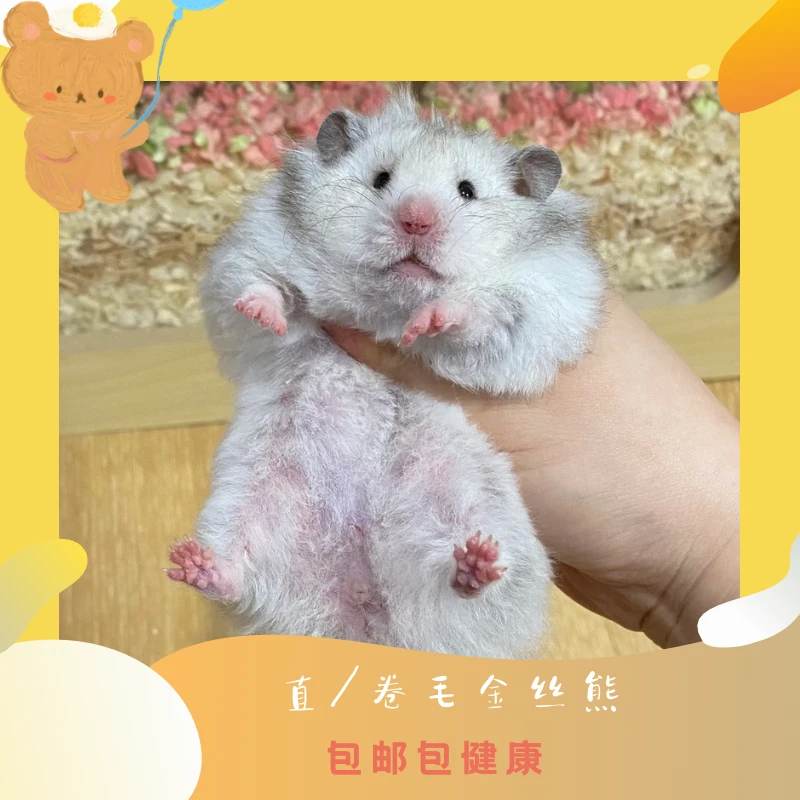 家养长毛金丝熊仓鼠活体包运输风险