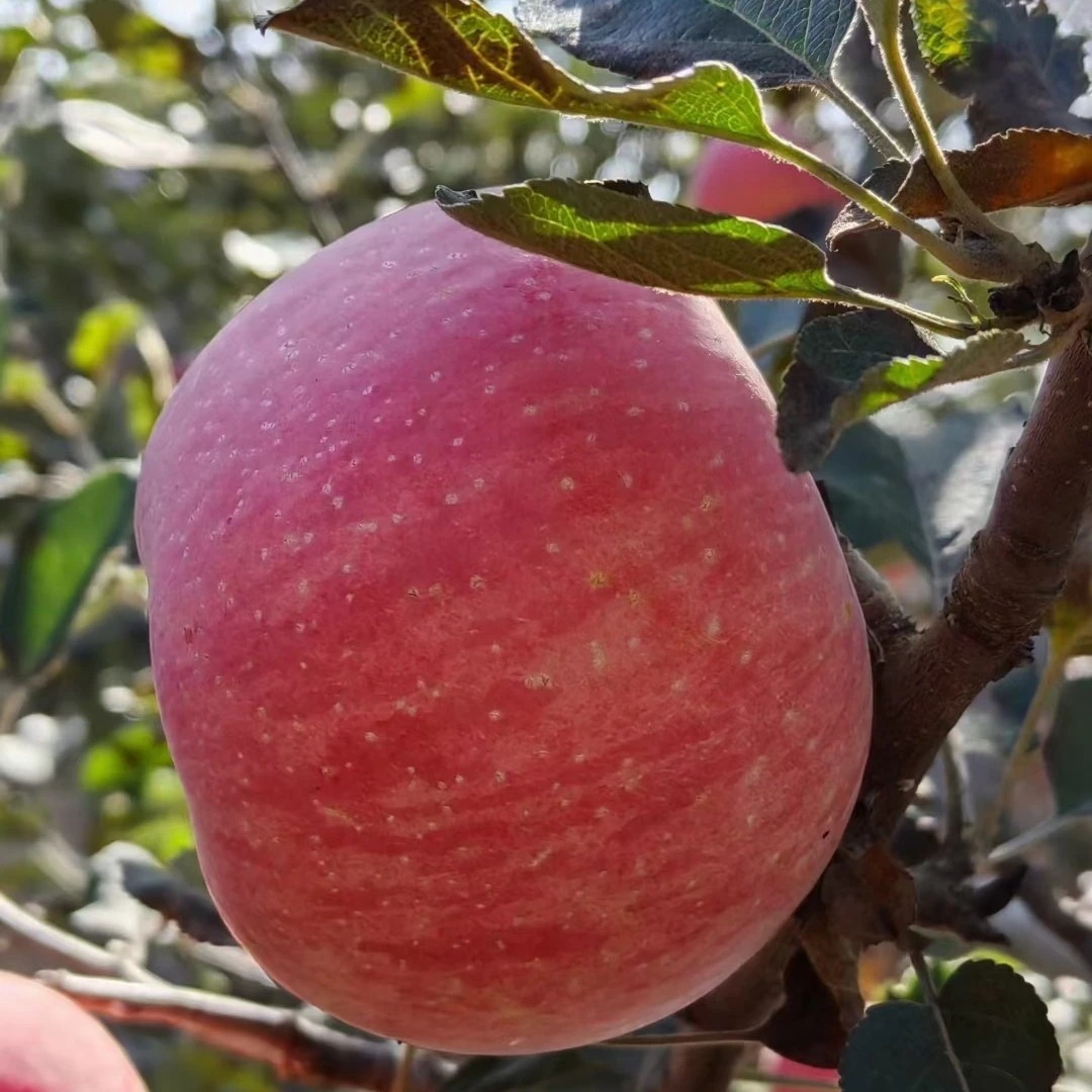 陕西澄城高次红富士苹果香甜可口果园现摘酥脆饱满甜脆自然成熟