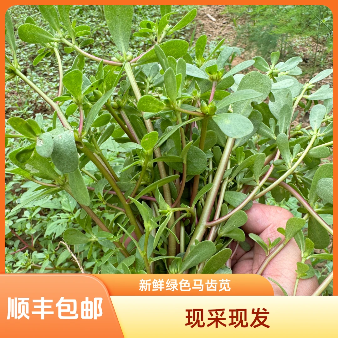 天然野地新鲜现采现发马齿 苋菜  马蜂菜 五行菜长寿菜野菜