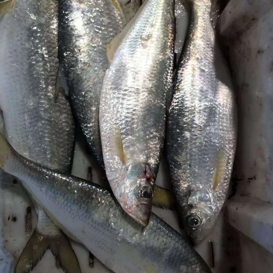 新鲜白鳞鱼5斤装顺丰冷链（7-10条）