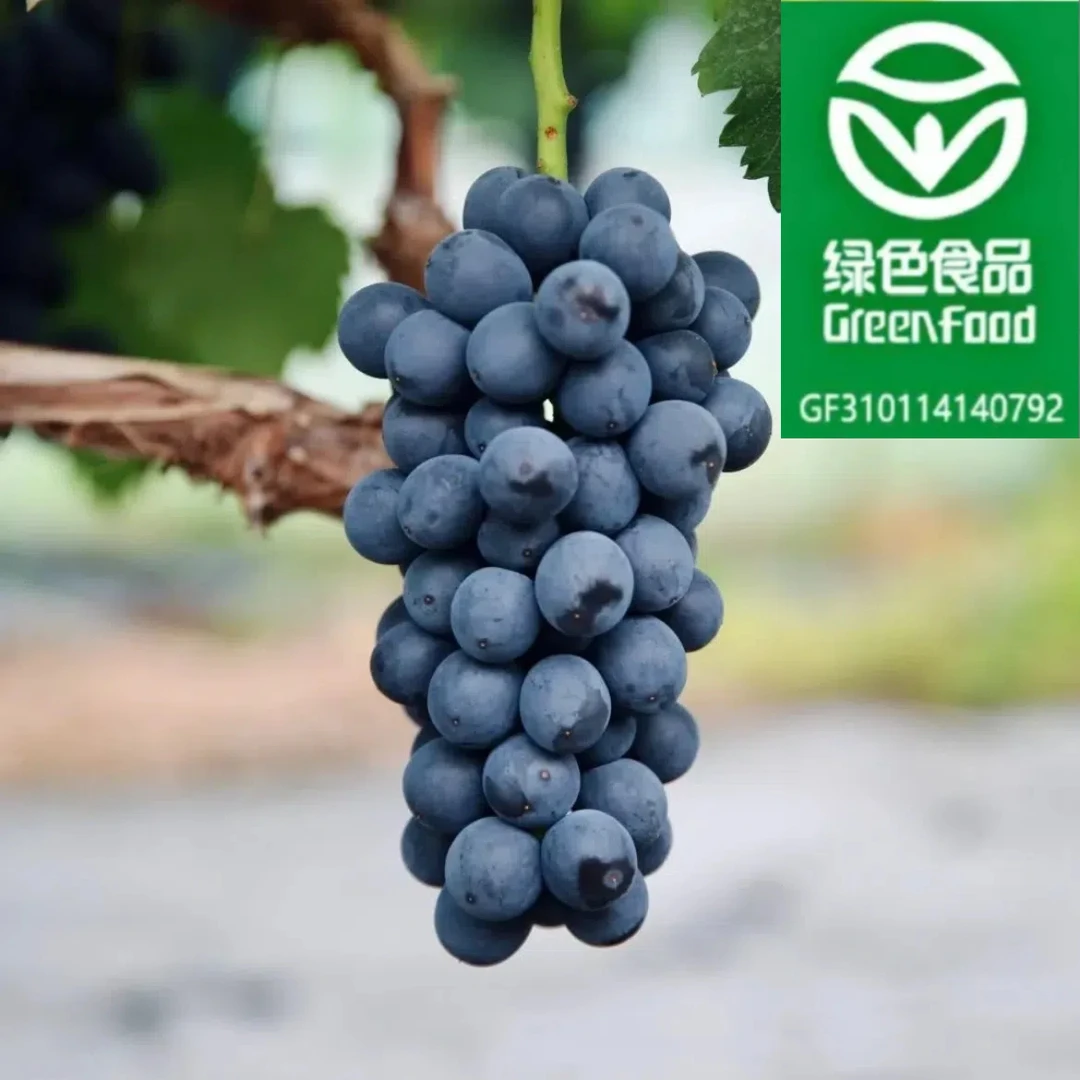 【夏黑】马陆葡萄上海富裕葡萄专业合作社直发新鲜采摘绿色食品