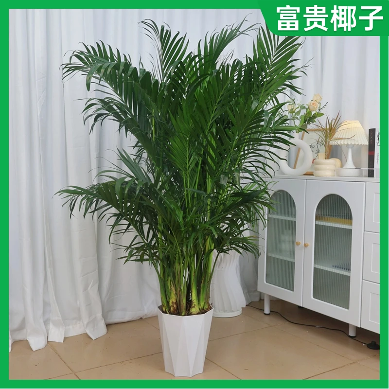 富贵椰子1米2-1米3苗连树带土栽种好发货赠送白色花盆肥料