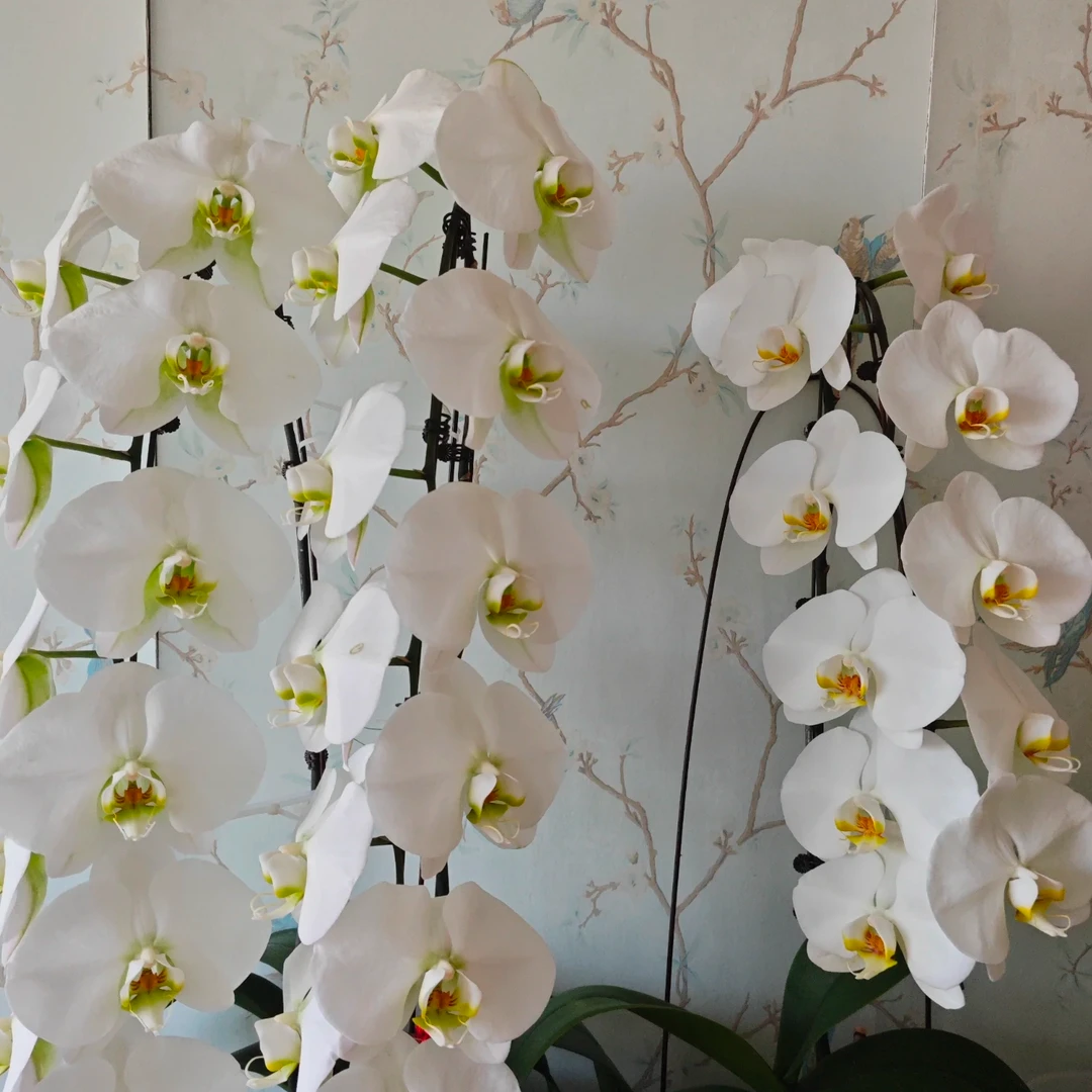 【二毛园艺】特A级大白V8大花大花瓣包邮绿植盆栽好养活室内精品