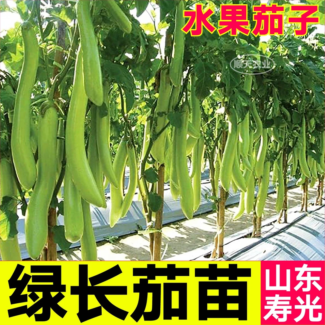 寿光绿长茄子秧苗圆茄杭茄线茄青黑紫茄蔬菜种苗高产阳台庭院盆栽