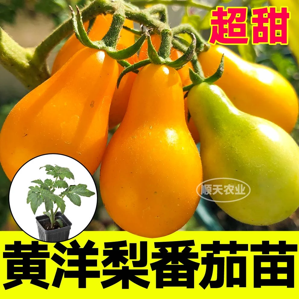 寿光红黄洋梨番茄苗秧带土球春秋四季盆栽樱桃西红柿圣女果种苗