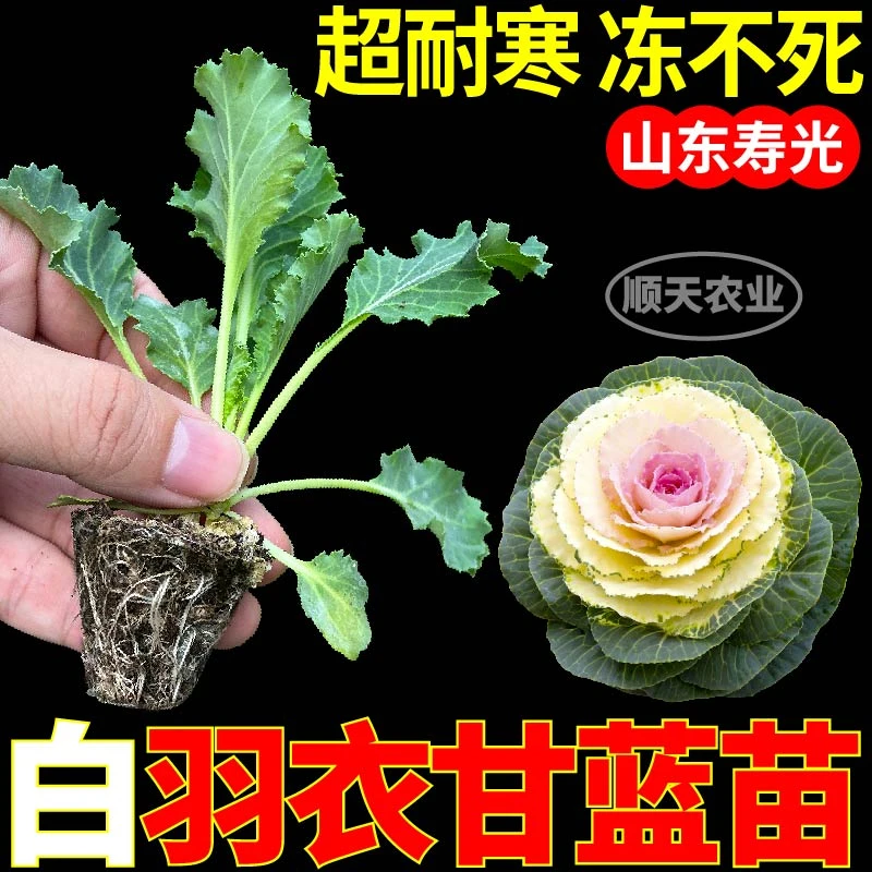 寿光超耐寒白羽衣甘蓝秧苗带土球阳台盆栽观赏粉绿紫羽衣甘蓝种籽